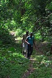 Fern Forest Trail